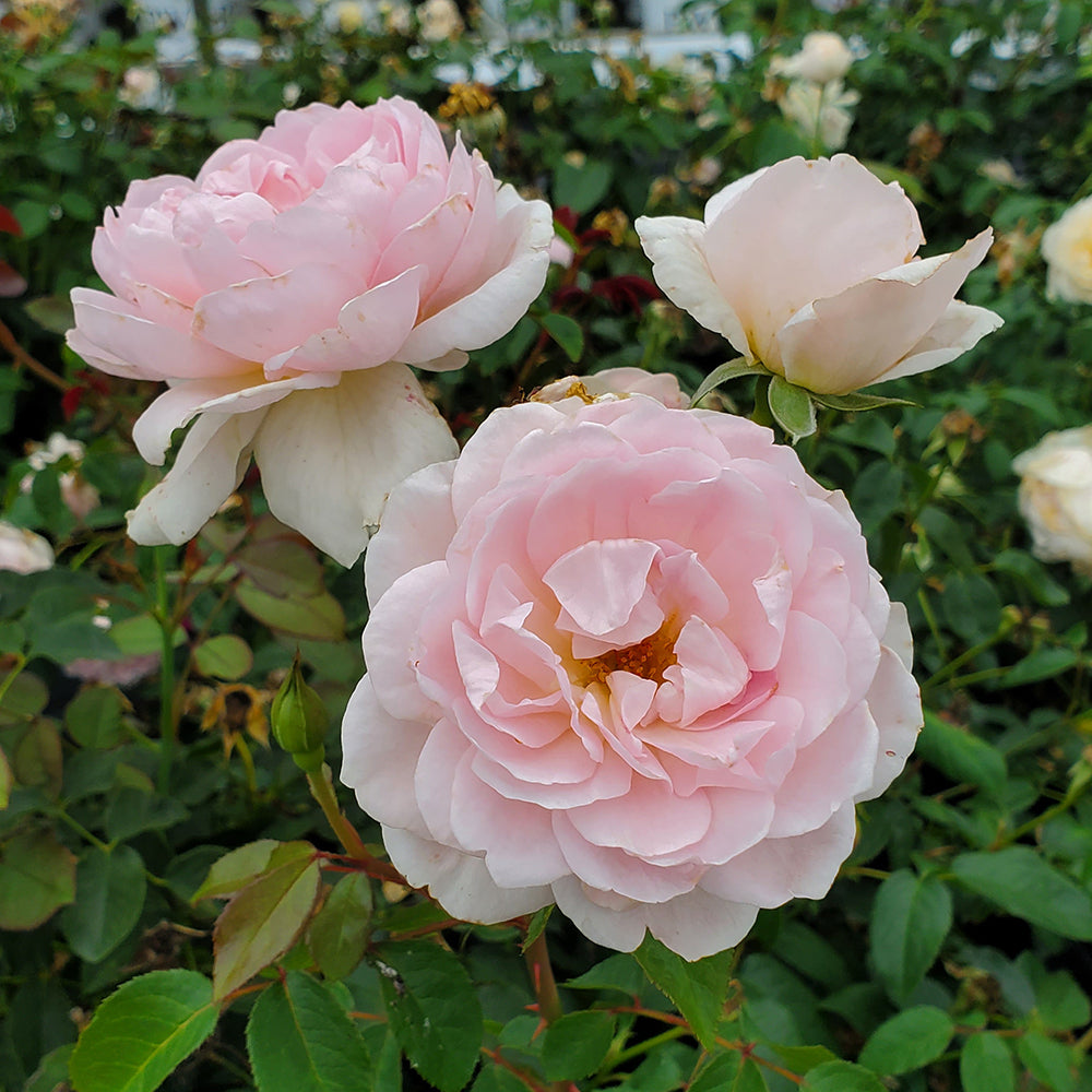 Close-up image of pink David Austin roses with green foliage in the background.