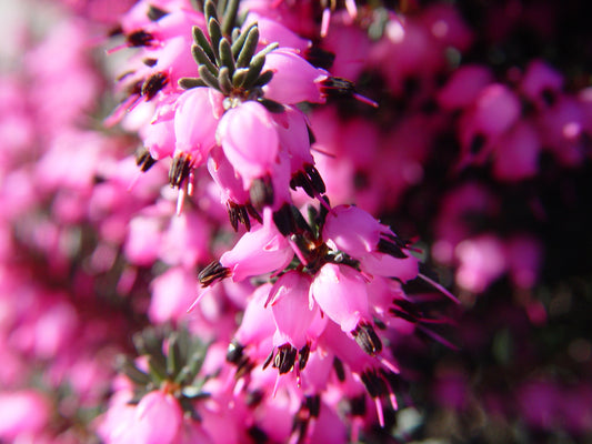 Close-up image of pink spring heather flowers with green foliage in the background.