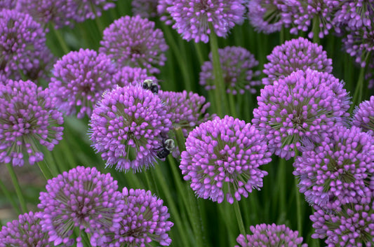 Close-up image of rosy purple flowering onions with green leaves and a bee visiting one of the flowers.