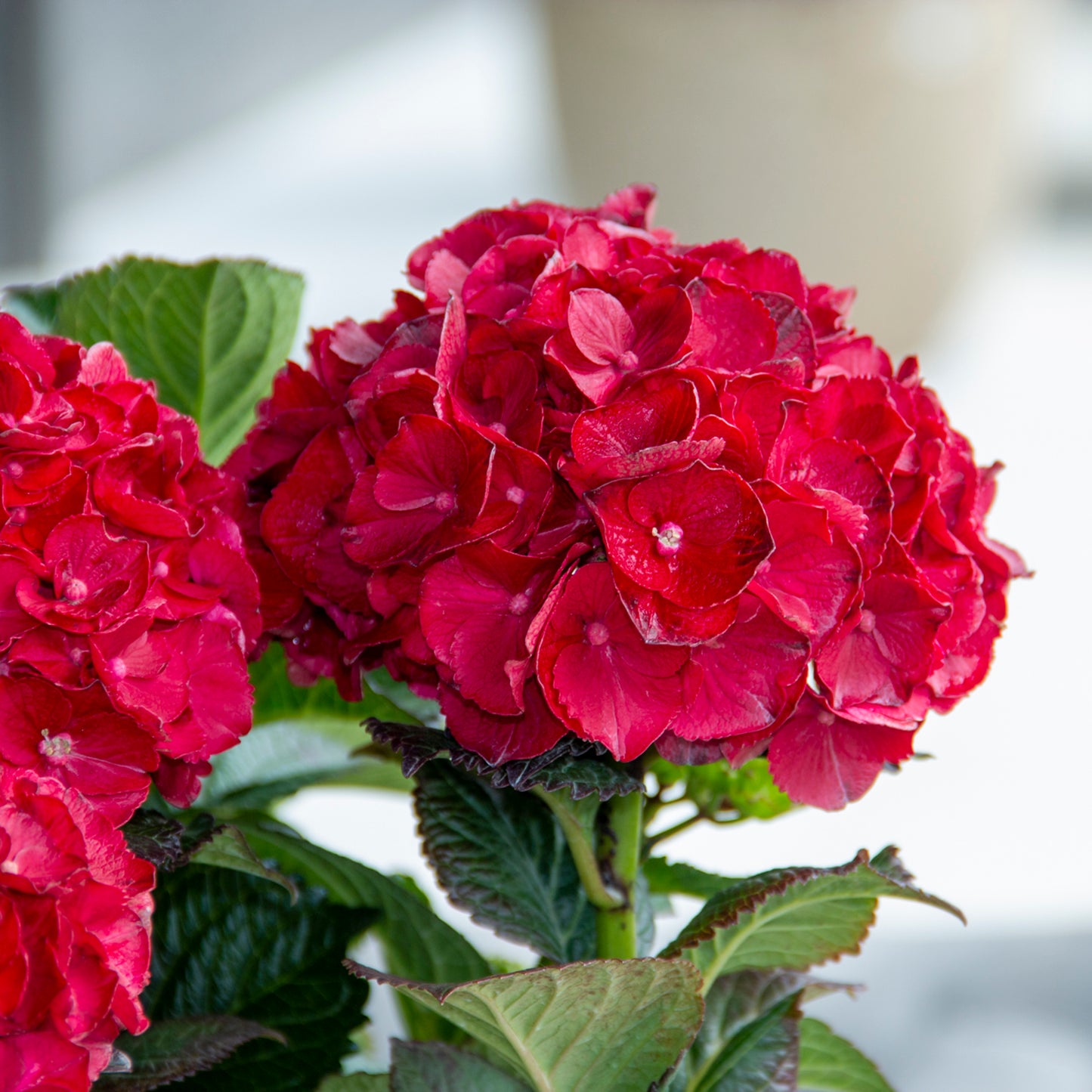 Close-up image of two Hydrangea flowers with red petals and green leaves.