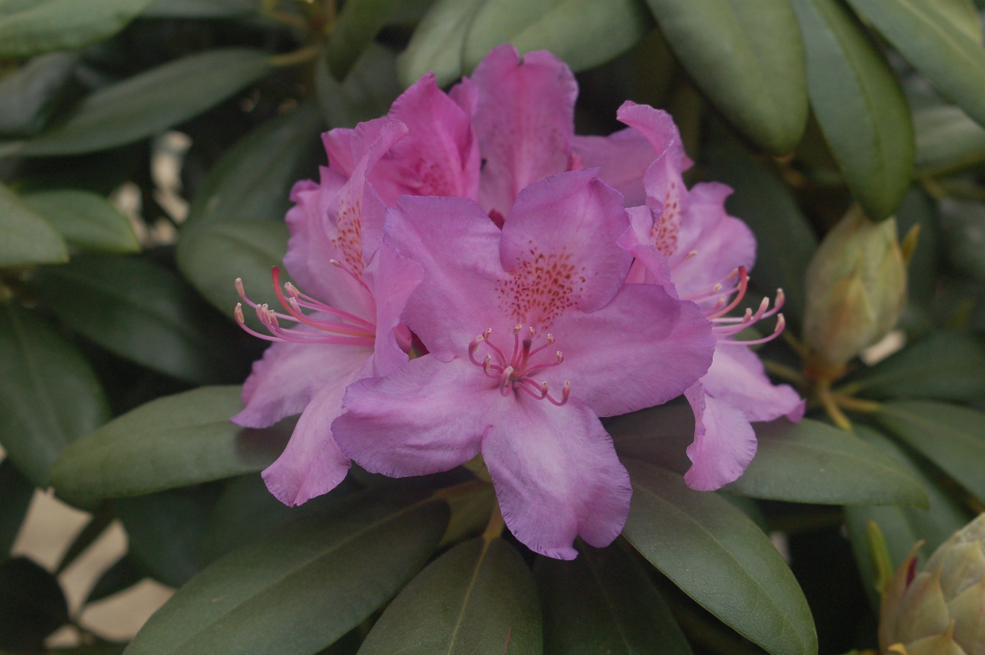 Close-up of Boursault Rhododendron foliage and flower buds