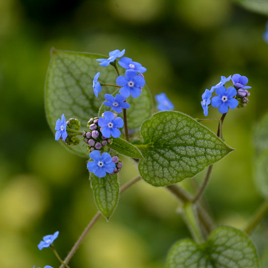 Close-up of Brunnera macrophylla, also known as Queen of Hearts, featuring heart-shaped green leaves with a silver overlay and blue blossoms.