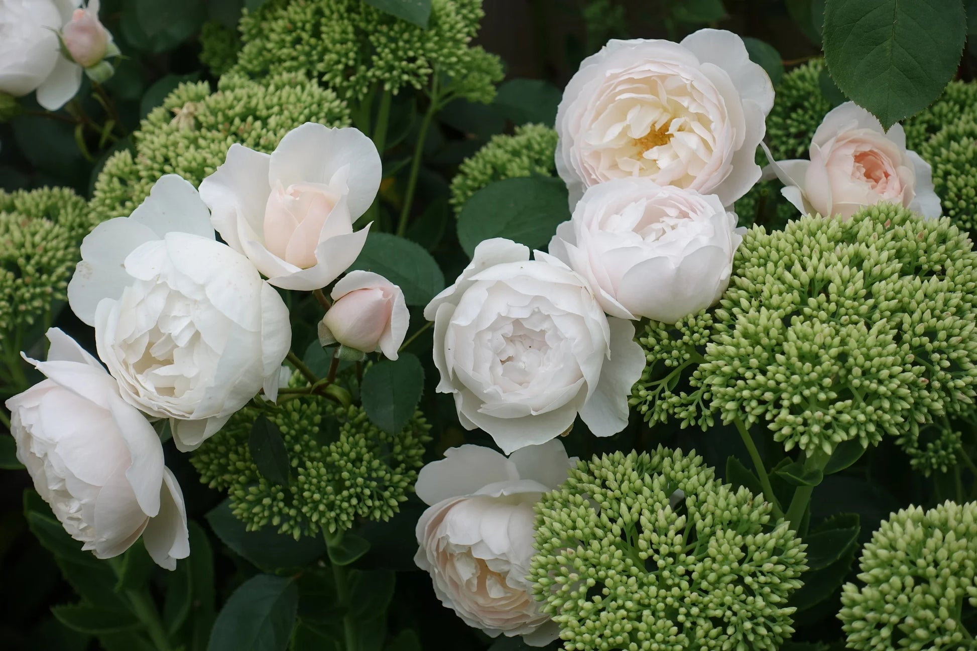 Close-up of Desdemona® rose white-pink blooms
