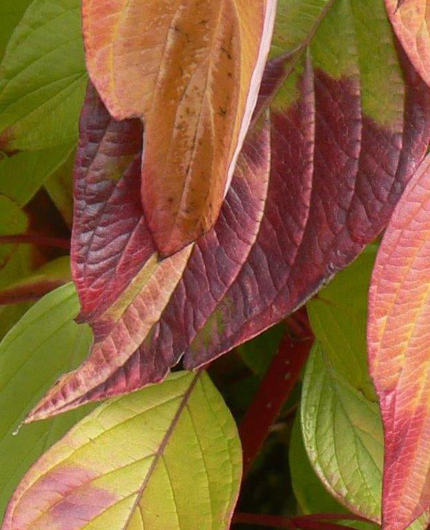 Close-up of Dogwood shrub leaves showing green and autumn colors.