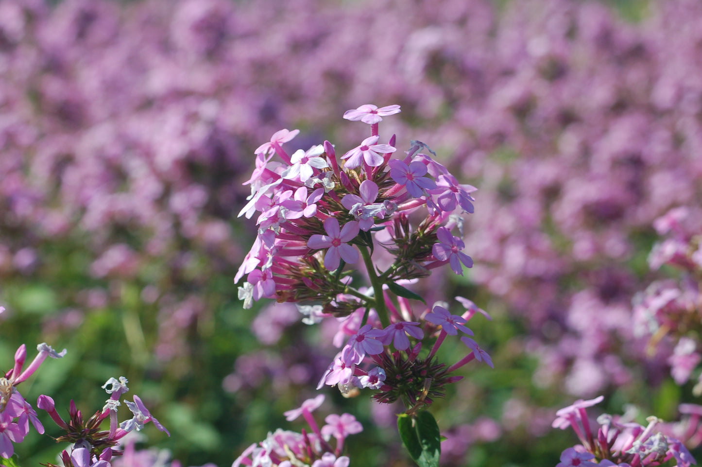 Close-up of Jeana Garden Phlox clustered lavender-pink blossoms