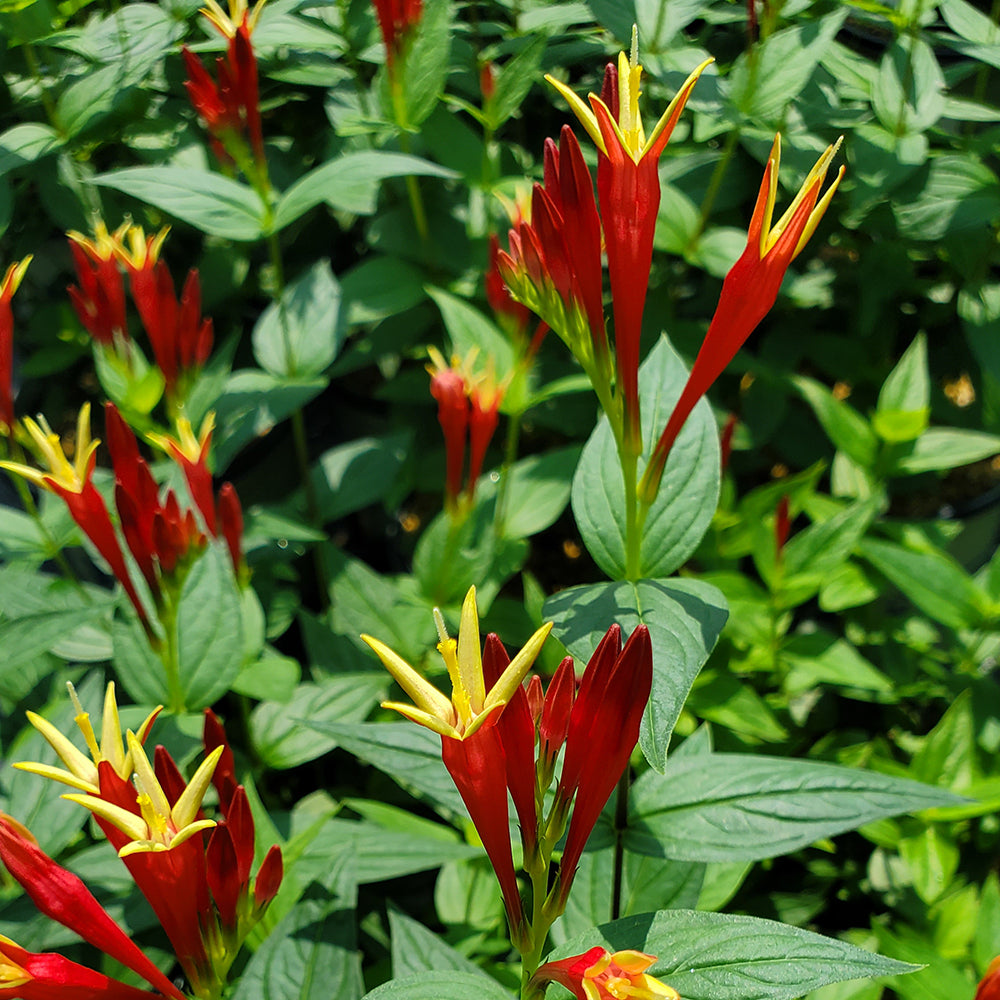 Close-up of Little Red Head Indian Pink flowers with crimson red tubular blossoms and yellow tips