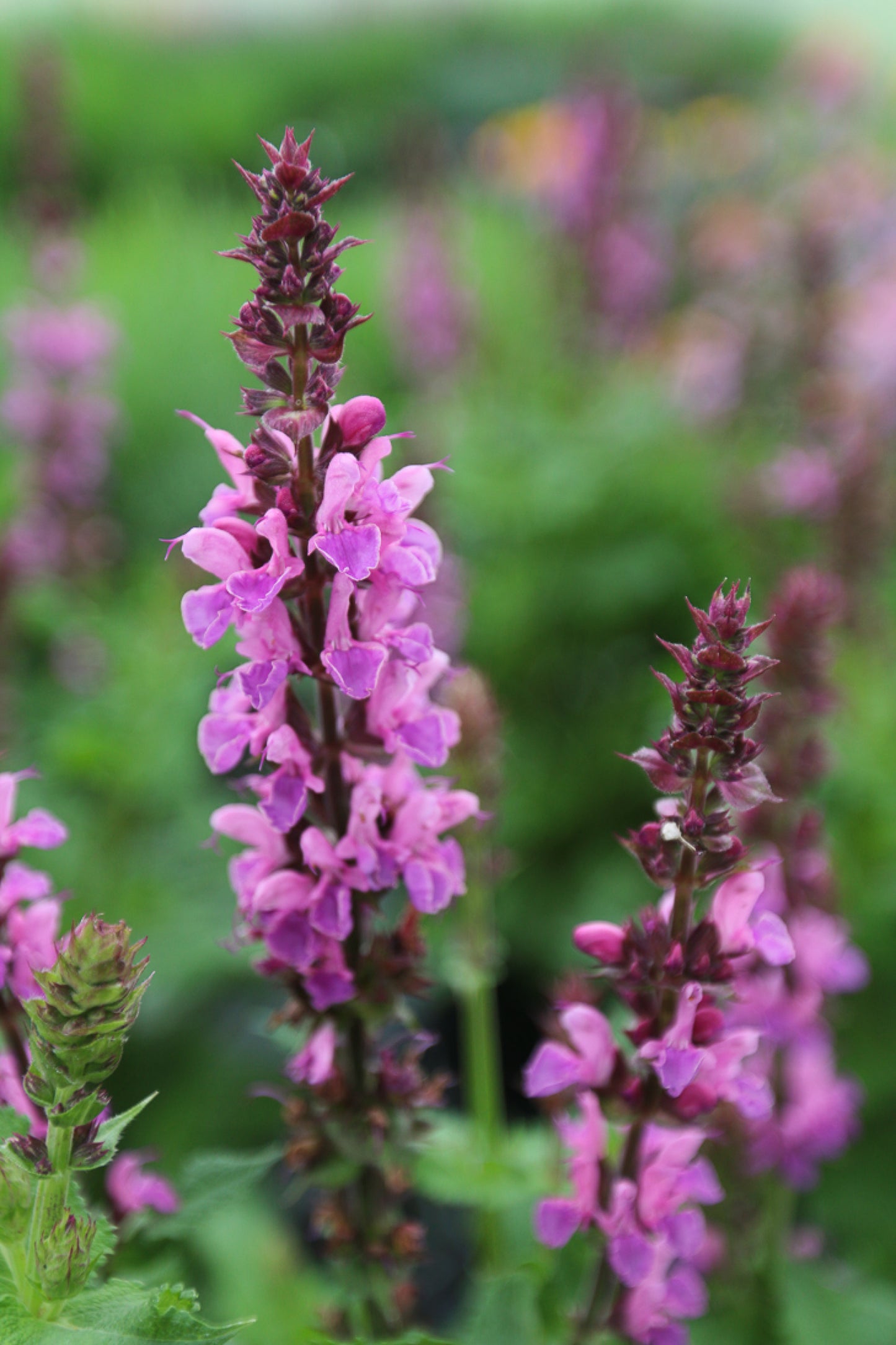 Close-up of 'Rose Marvel' Salvia flowers, showcasing their purple shades and aromatic foliage.