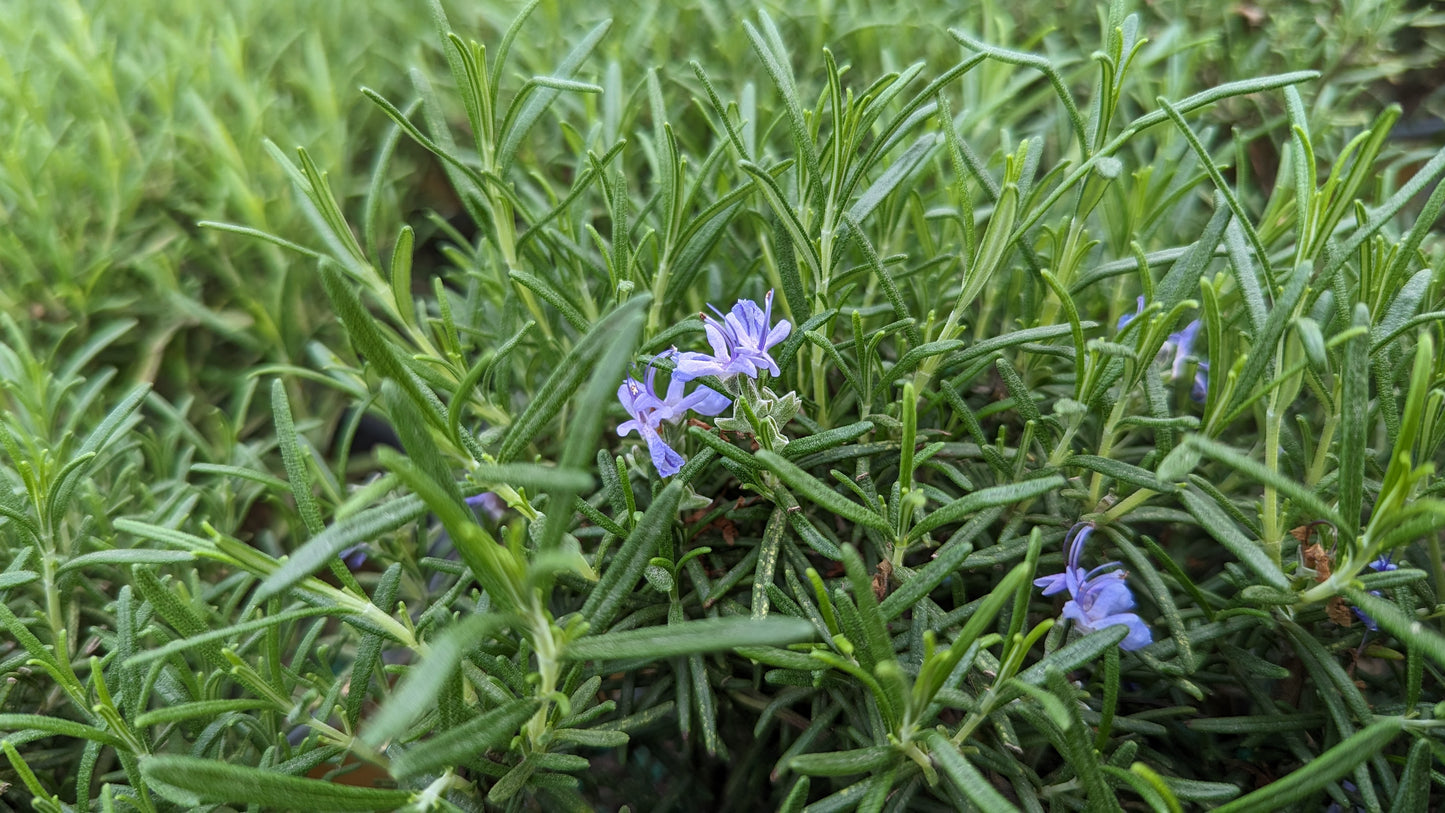 Close-up of Rosemary plant with blue flowers and green, needle-like foliage.