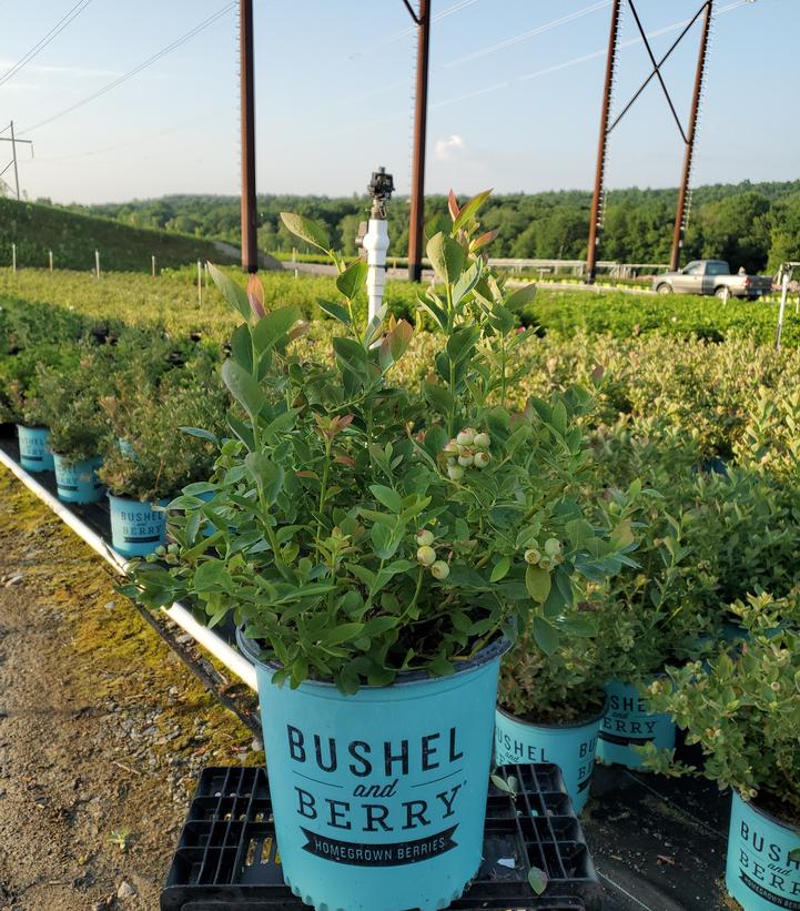 Close-up of Silver Dollar® Blueberry foliage and stems in container