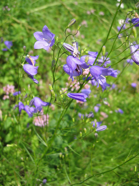 Close-up of a bluebell flower with a blurred green background, indicating the focus is on the flower and not the surrounding foliage.