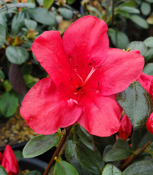 Close-up of a bright red flower with green leaves in the background