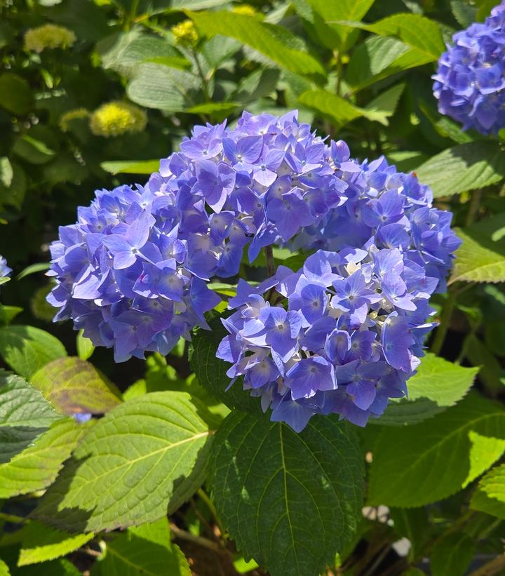 Close-up of a cluster of blue hydrangea flowers with green leaves in the background.