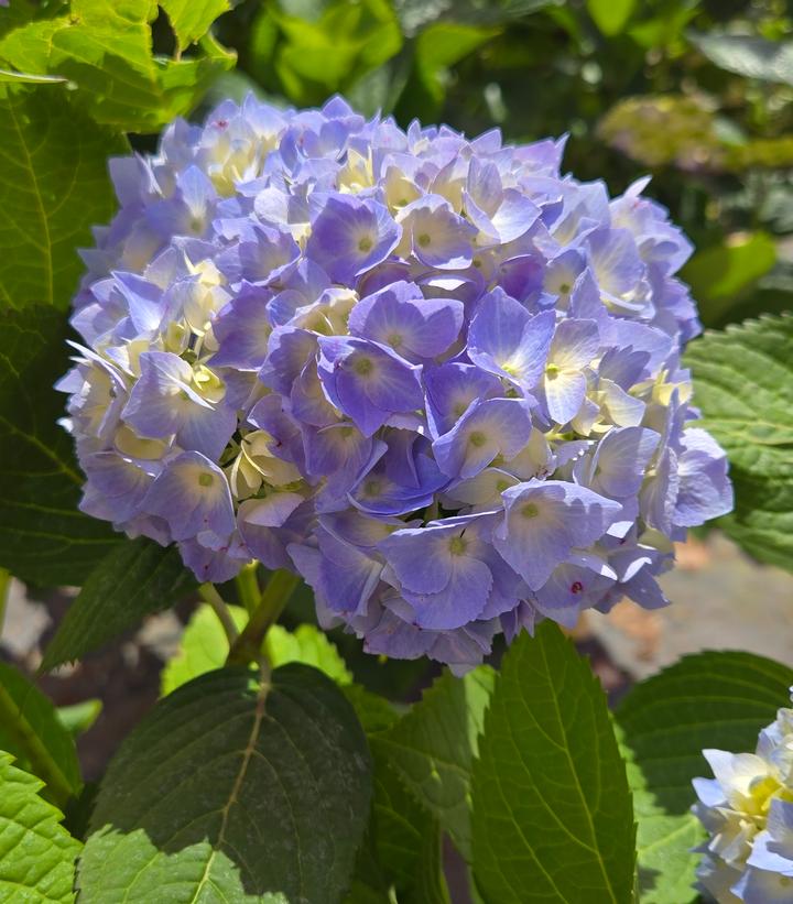 Close-up of a cluster of purple flowers with green leaves in the background
