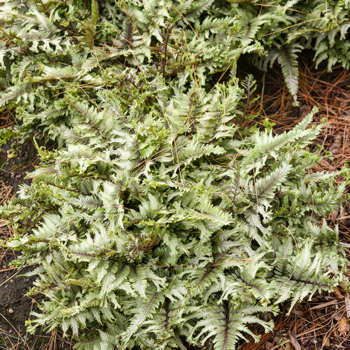 Close-up of a fern plant with a natural background