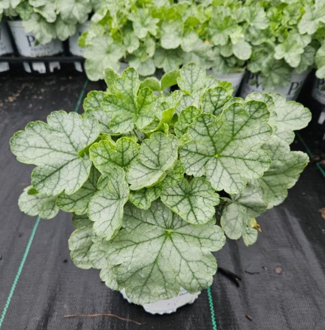 Close-up of a green leafy plant with a blurred background