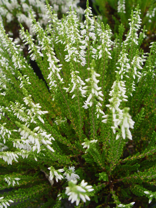Close-up of a heather plant with white flowers and green new growth.
