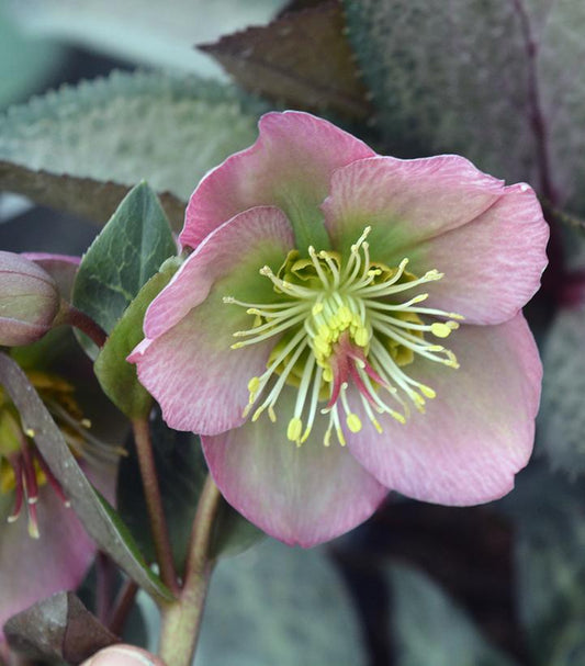 Close-up of a pink Helleborus flower with a yellow center, surrounded by silvery-green marbled foliage.