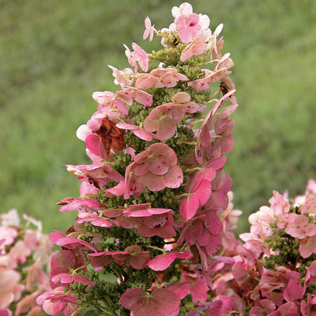 Close-up of a pink flower with a blurred green background