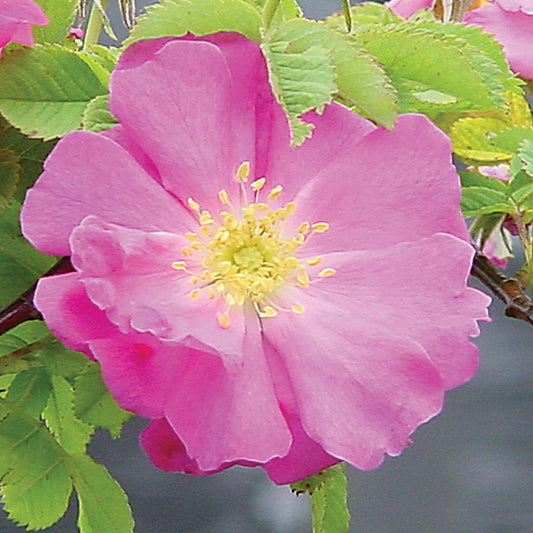 Close-up of a pink flower with green leaves