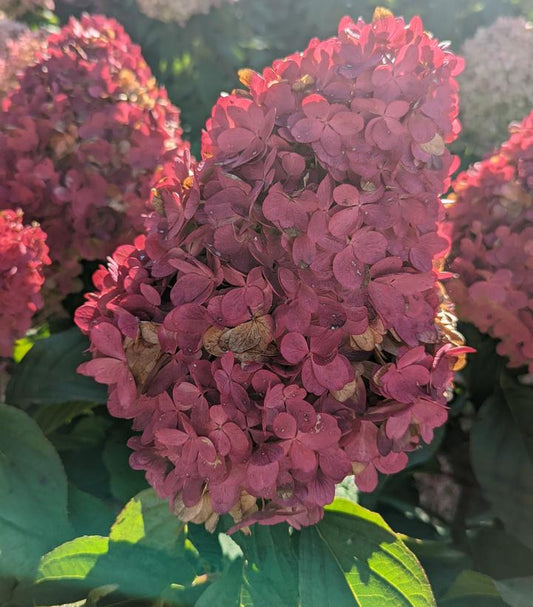 Close-up of a pink hydrangea flower with green foliage in the background.