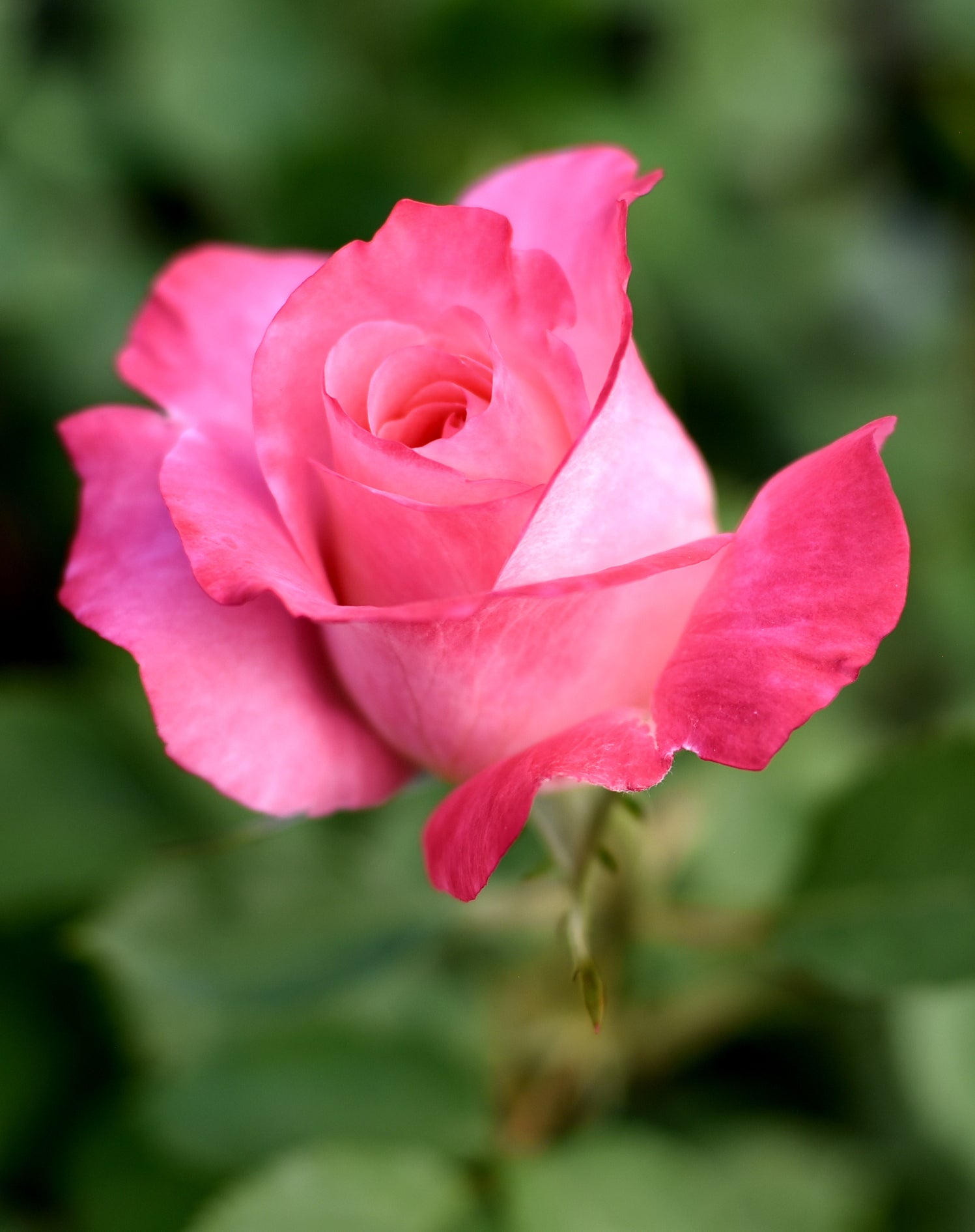 Close-up of a pink rose with a blurred green background