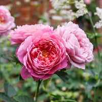 Close-up of a pink rose with a blurred natural background