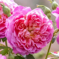 Close-up of a pink rose with a soft focus background