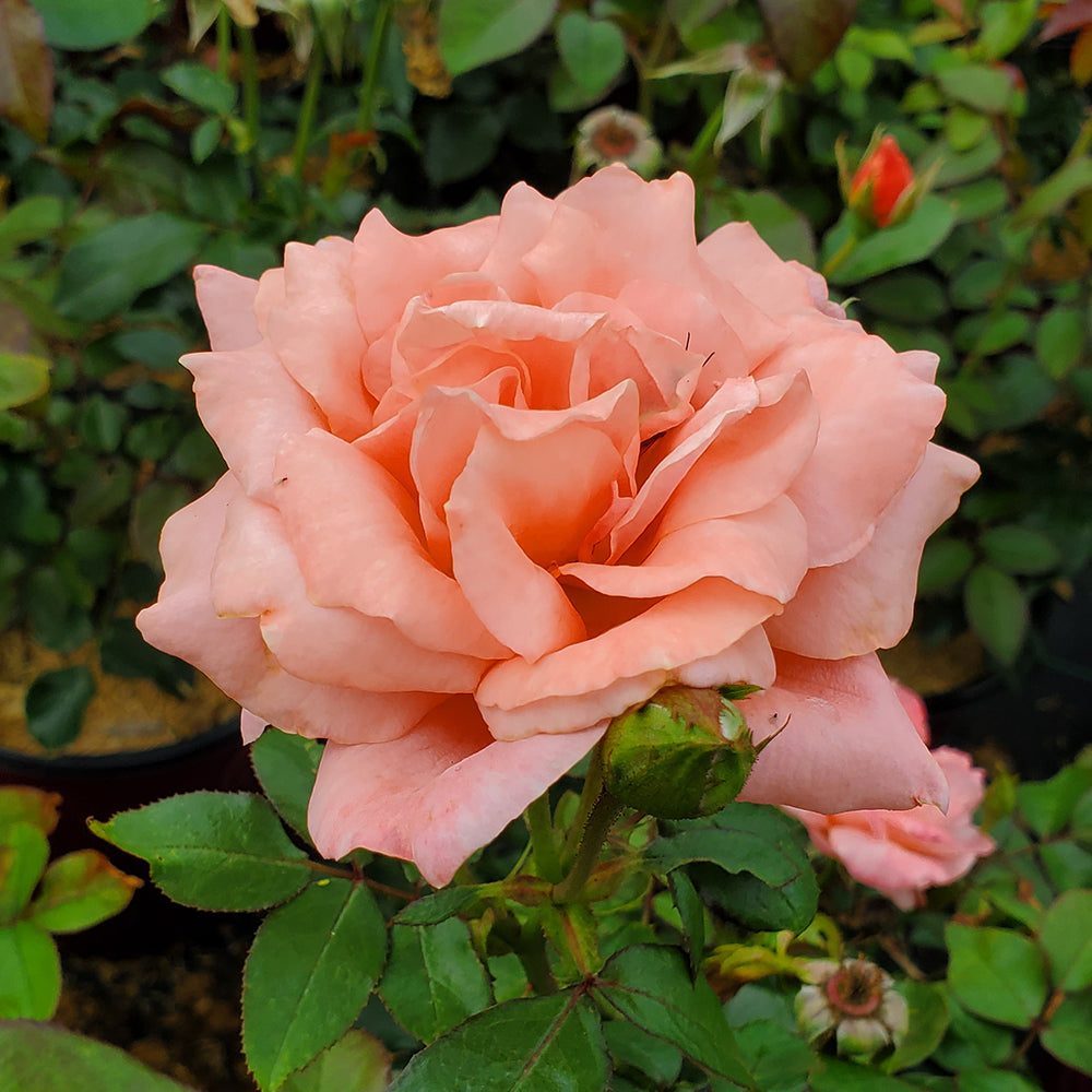 Close-up of a pink rose with green leaves in the background