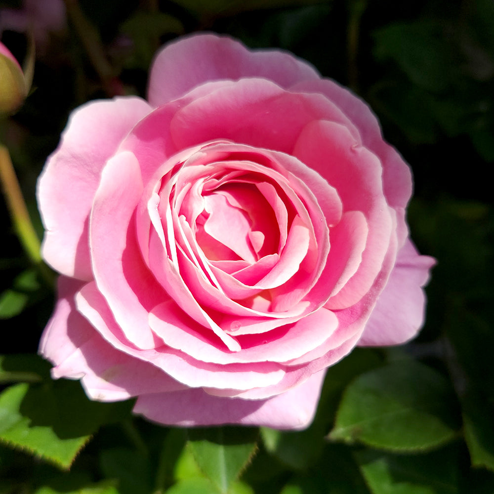 Close-up of a pink rose with green leaves in the background
