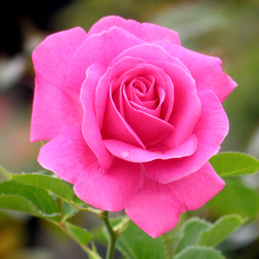 Close-up of a pink rose with green leaves on a blurred background