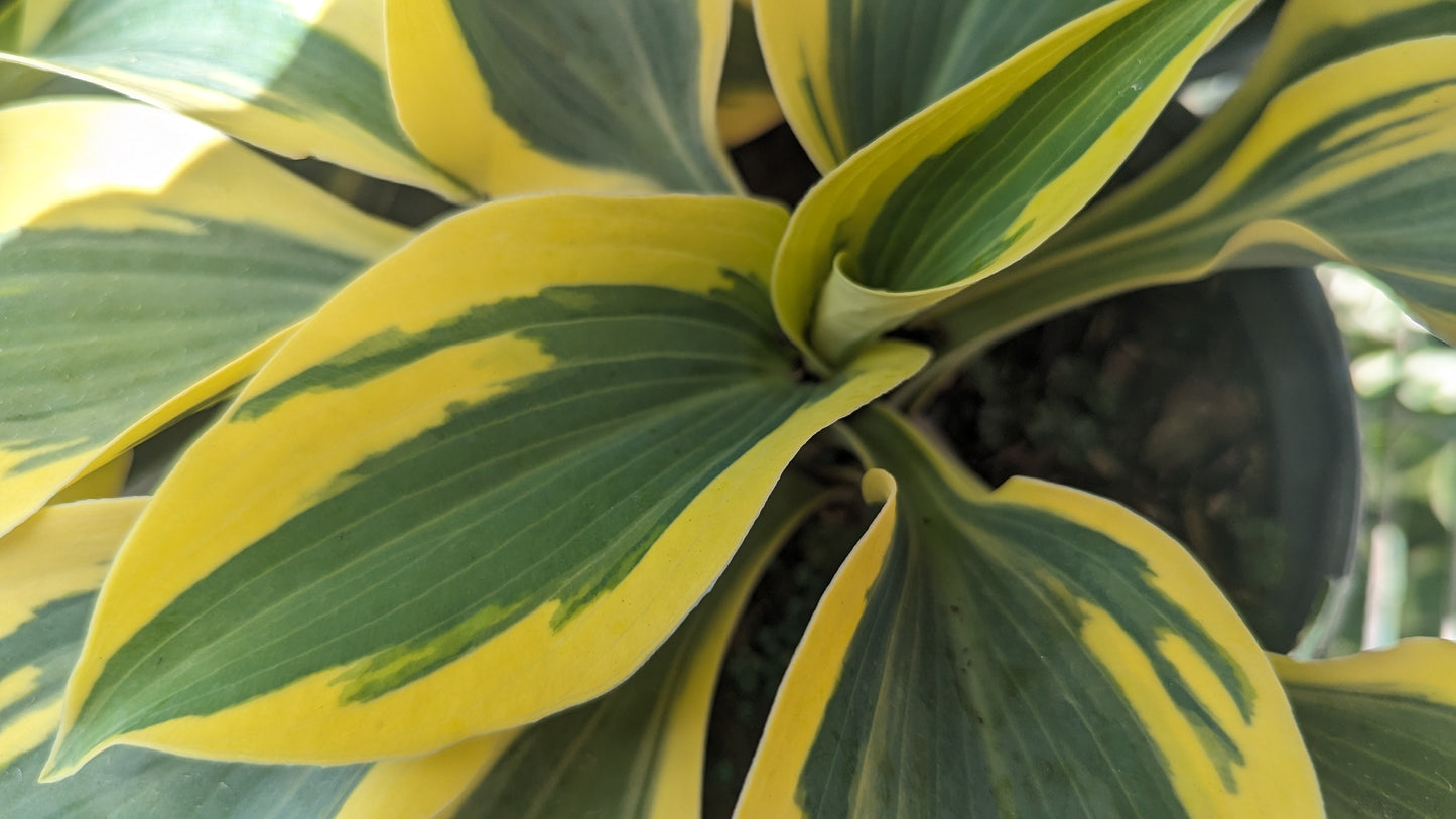 Close-up of a plant with yellow and green leaves.
