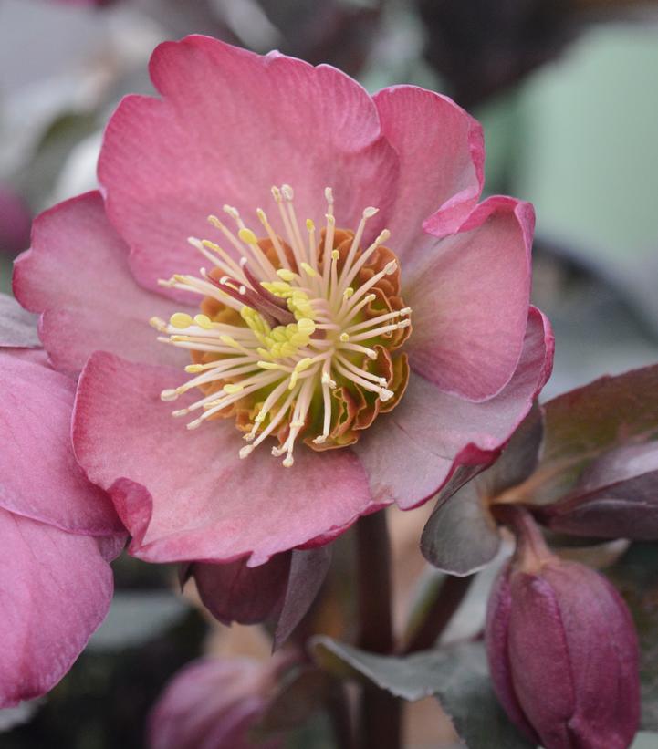 Close-up of a purple Lenten rose flower with a yellow center.