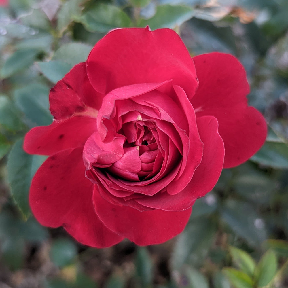 Close-up of a red rose with green leaves in the background
