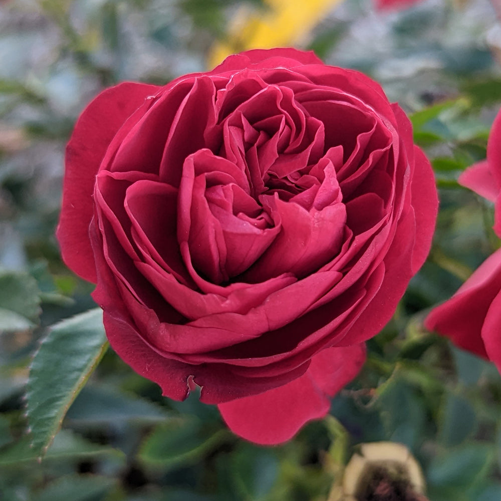 Close-up of a red rose with green leaves in the background