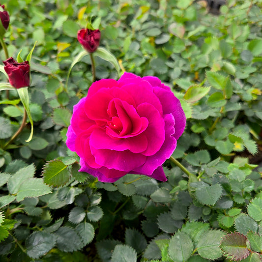 Close-up of a vibrant pink rose surrounded by green leaves