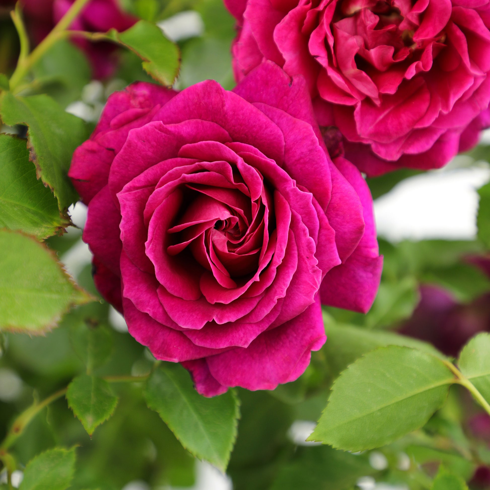 Close-up of a vibrant pink rose with green leaves.