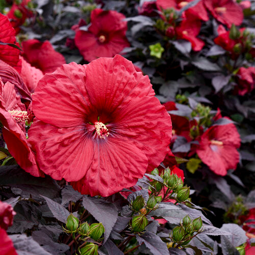 Close-up of a vibrant red flower with green buds and leaves.