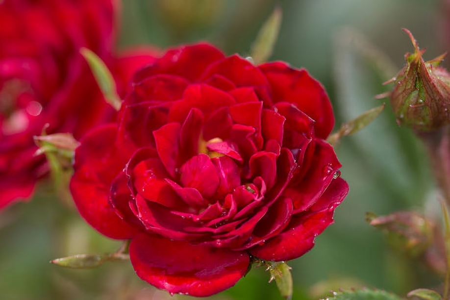 Close-up of a vibrant red rose with a blurred green background