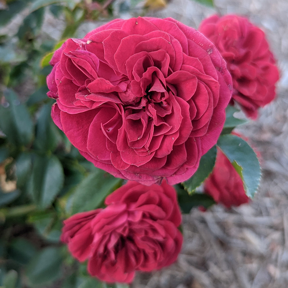 Close-up of a vibrant red rose with green leaves.