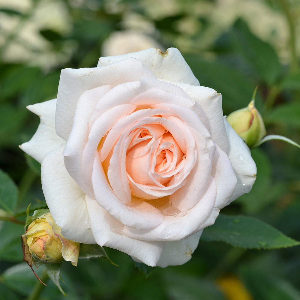 Close-up of a white and pink rose with green leaves in the background