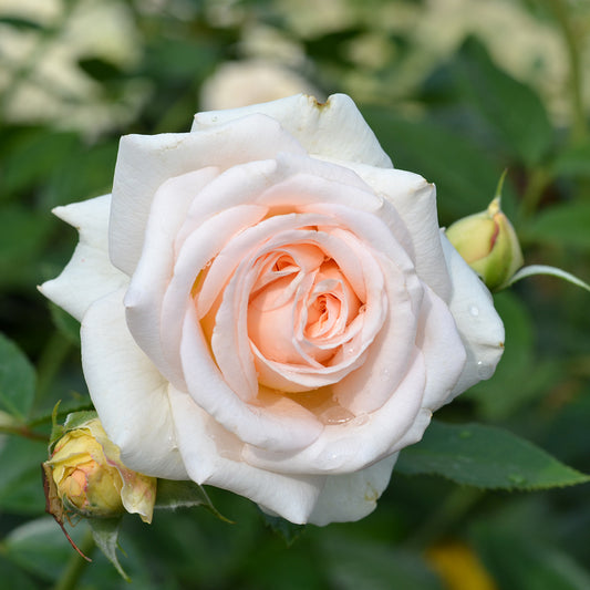 Close-up of a white and pink rose with green leaves in the background