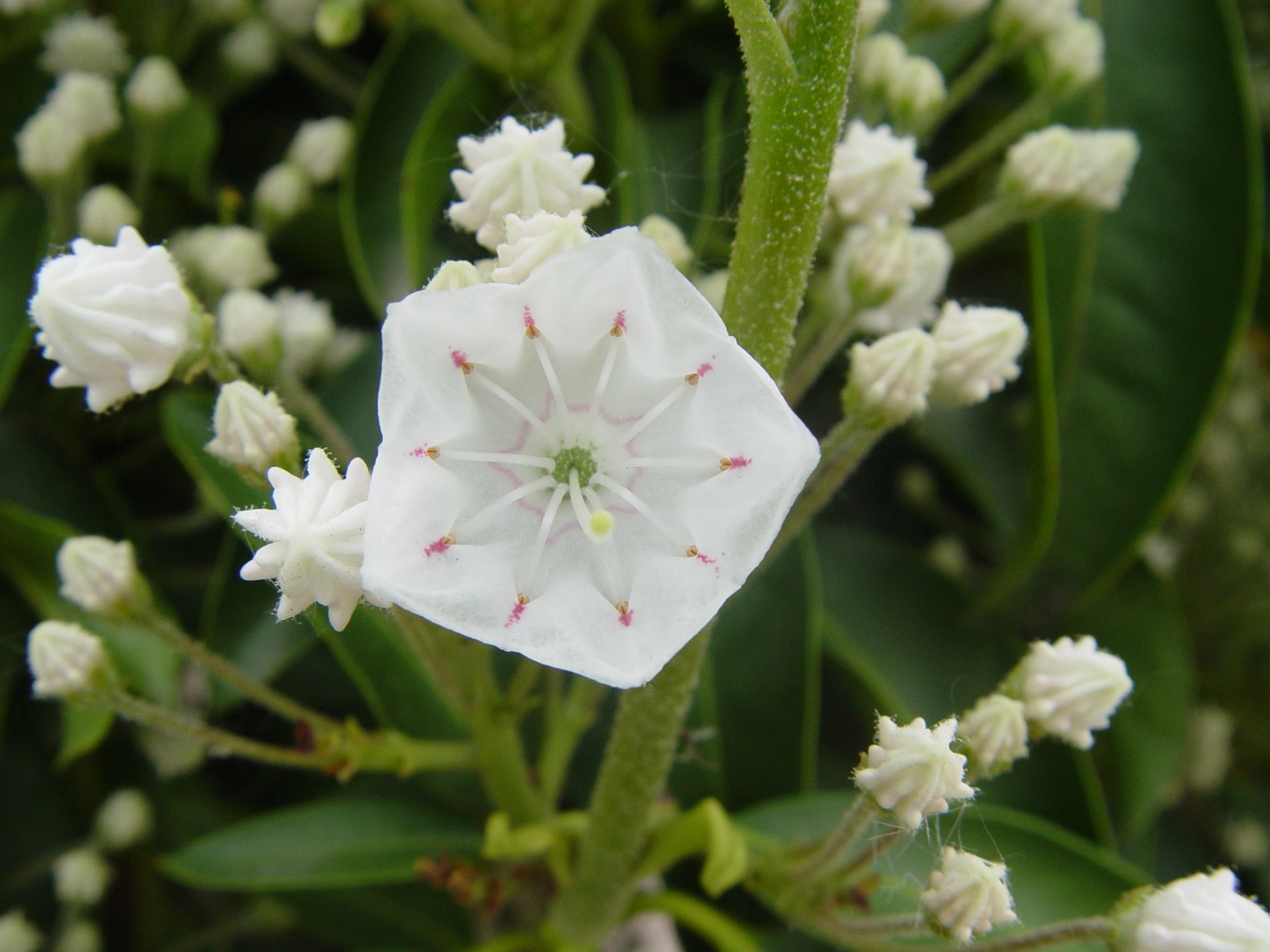 Close-up of a white flower with green leaves in the background