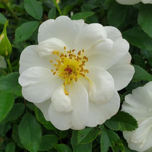 Close-up of a white flower with yellow center surrounded by green leaves