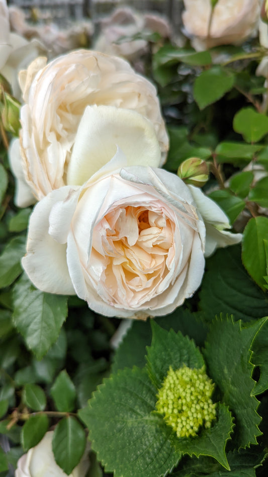 Close-up of a white fragrant rose with green leaves, showing the texture and details of the petals.