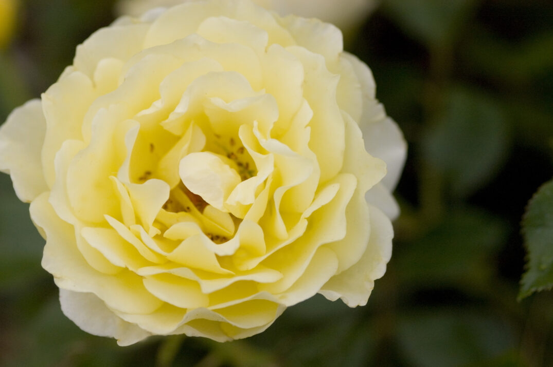 Close-up of a yellow rose with a blurred green background