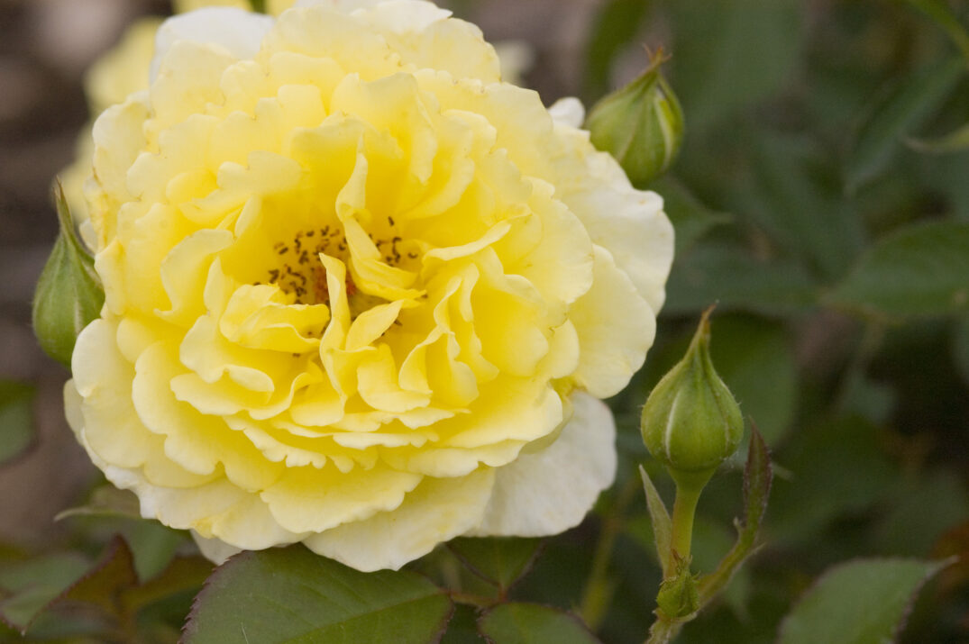 Close-up of a yellow rose with green leaves and buds.