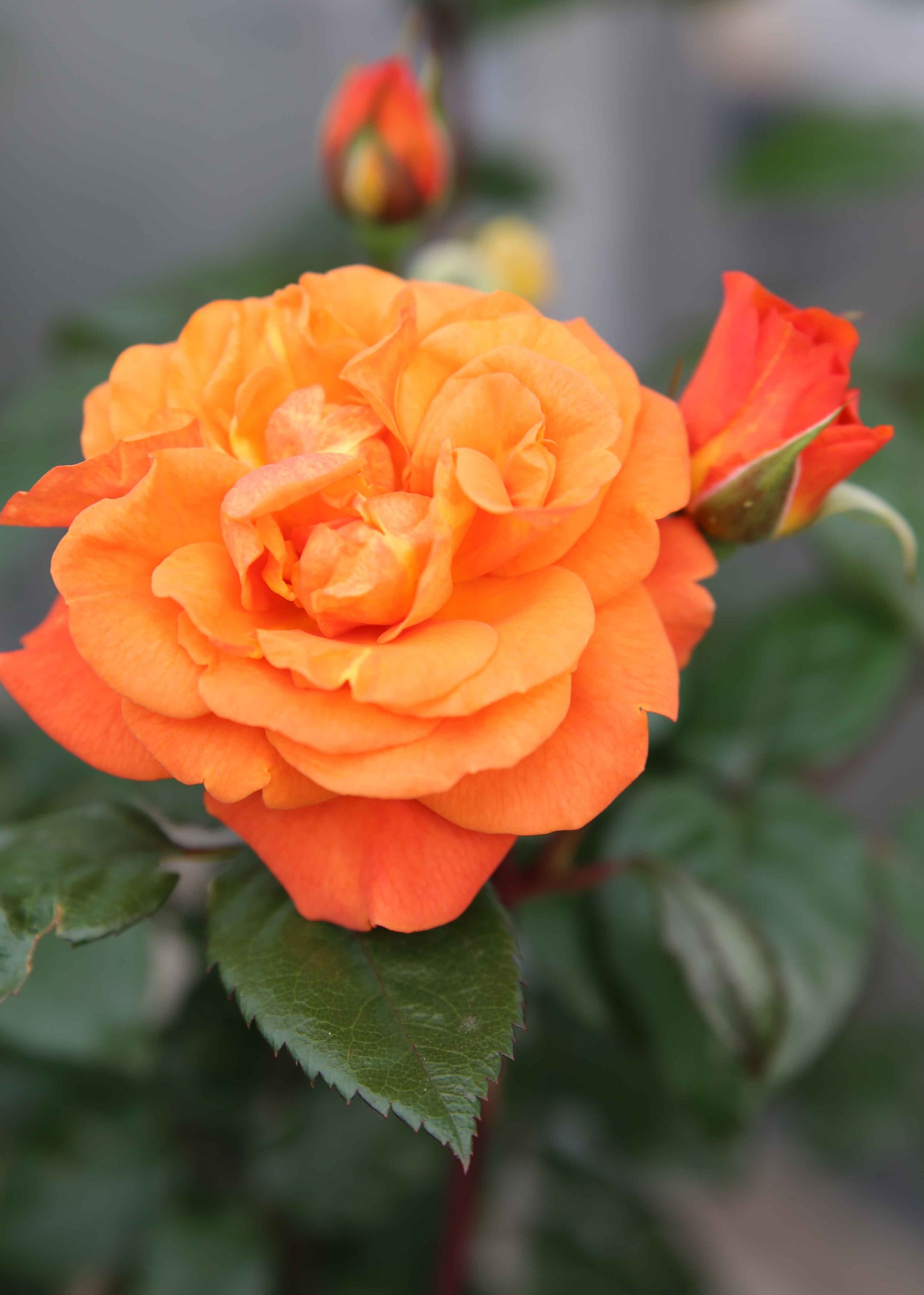 Close-up of an orange rose with green leaves on a blurred background