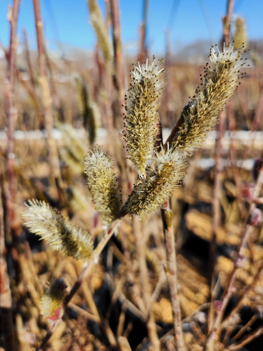 Close-up of brown catkins on a plant, indicating the onset of spring.