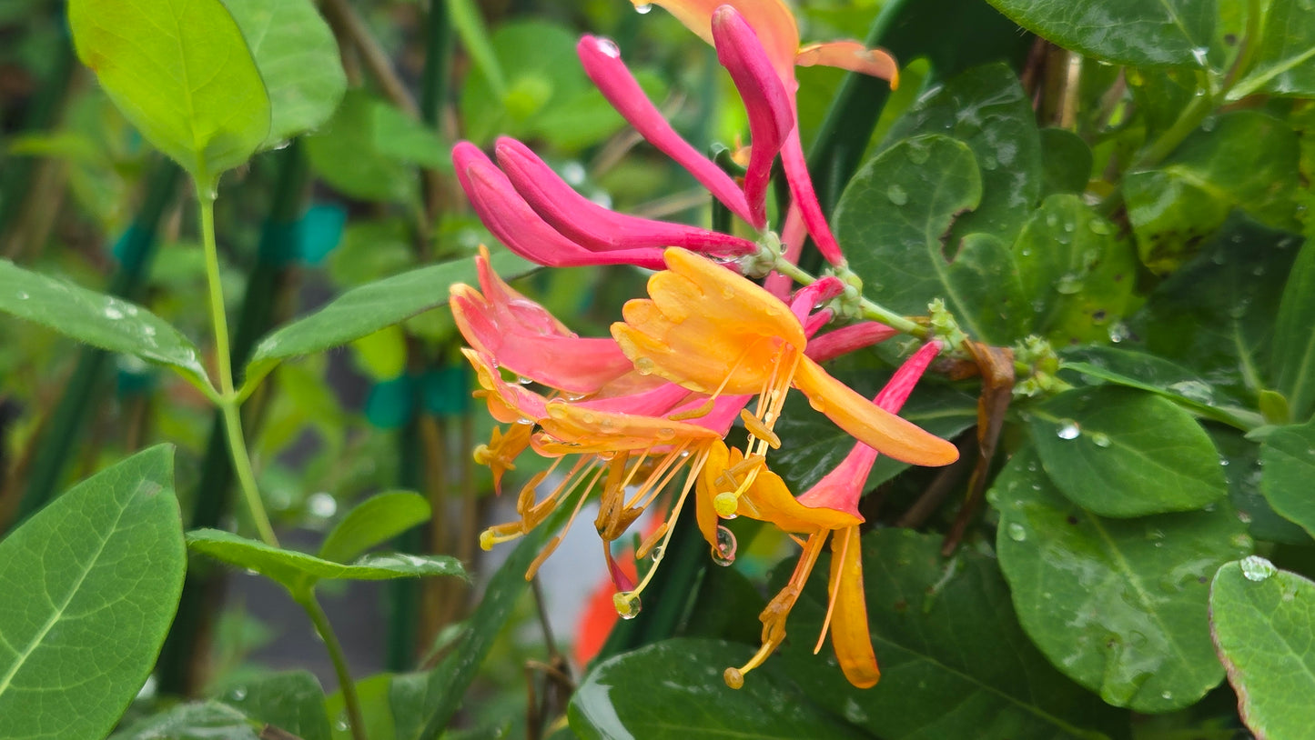 Close-up of colorful honeysuckle flowers with green leaves