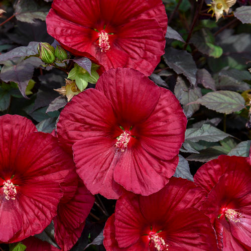 Close-up of deep red flowers with green leaves in the background